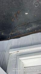 Roof needs repair work