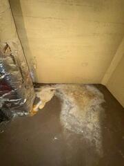 Efflorescence on Basement Floor in Portland, OR