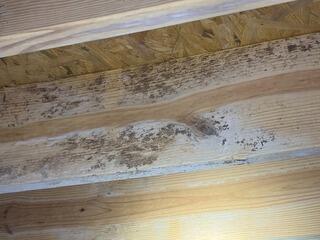 Mold on Wood Floor Joists