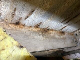 Moisture in crawlspace