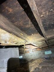 Mold On Subfloor