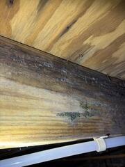 Mold Growth