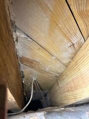 Mold Growth on Crawl Space Wood