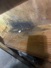 Mold On Joist on Subfloor