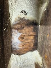 Mold in crawl space