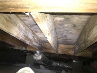 Wood rot