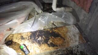 Visible Mold Growth in Crawl Space