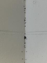 Going Up the Wall