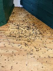 A Big Infestation