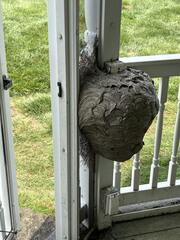 That's a Huge Nest