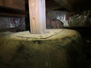 Rodent Droppings