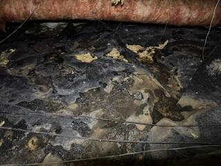 Structural Transformation of Rotten Crawl Space - Portland, OR