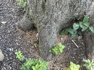 While we were treating this property, we noticed a lot of frass (sawdust) around one of the trees in the backyard. So we took a closer look at it...