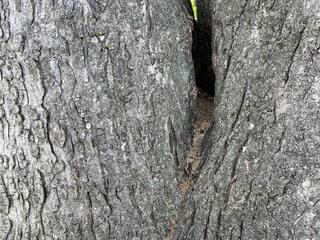 Carpenter Ants Inside