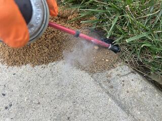 Targeted Treatment for Cicada Killer Wasps