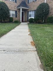 Along the edge of the walkway, leading up to the front door, were a number of cicada killer wasp burrows.