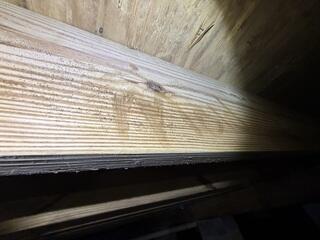 Mold on Floor Joists