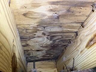 Moist Floor Boards