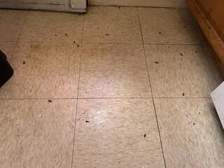A Big Cockroach Infestation