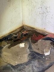 Crawlspace Encapsulation in Springfield, Illinois