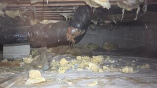 Crawl Space During Inspection