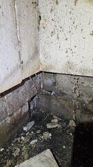 Mold Growth