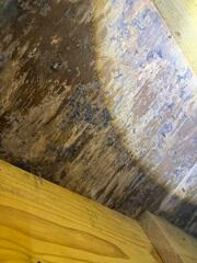 Mold & Mildew Growth