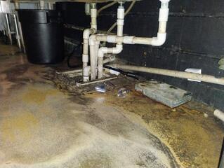 Floor Drains Full of Fruit Flies