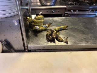 Restaurant with Big Fruit Fly Problem in Brielle, NJ