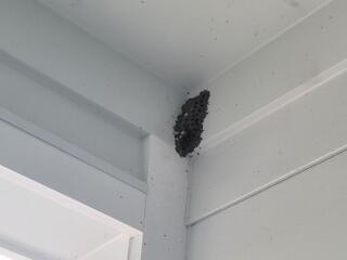 Large Mud Dauber Nest Near the Front Door in Beachwood, NJ
