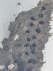 Eliminating the Mud Daubers