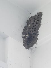 Dangers of Mud Daubers