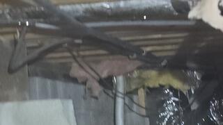 Crawl Space During Inspection