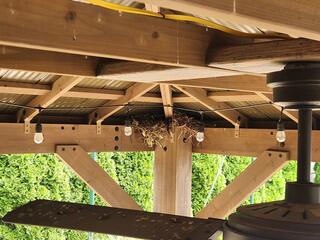 Heavy Sparrow Nesting