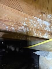 Crawl Space Mold