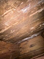 mold