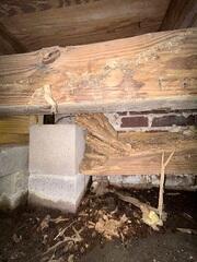 Wood rot