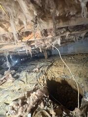 Mold in the Insulation