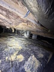 Mold and Wood