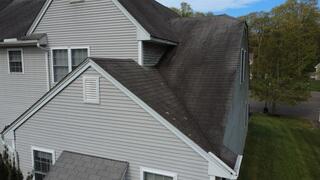 Algae and Lichen on the Aging Shingles