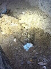 Stopping Growth of Pin Mold Inside of Crawl Space - Newport, OR