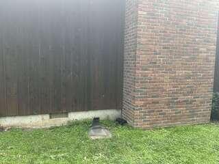 Exterior Near Chimney - Before