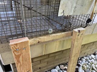 Once We Get the Raccoon