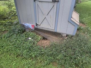 The Chicken Coop Too