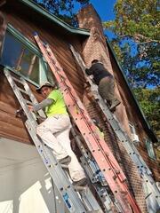 Experienced painters meticulously applying protective exterior stain to hard-to-reach log home gables and upper siding