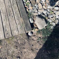 Rat Burrows Surrounding the Shed