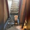 We removed the old, broken concrete and installed our WaterGuard and TrenchDrain system to create a channel for the water to get to the sump. The area is then covered with crushed stone before the concrete is poured