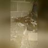 Various areas of the crawl space showed signs of dampness which can adversely affect building materials and contribute to mold growth.