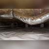 This durable liner is 20mil thick and has a 7-layer polyethylene composition with polyester cord reinforcement. It reduces moisture and vapor in the crawl space!