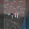 IceGuard ensures that the water leaves the home even if the pipes are clogged or frozen.
